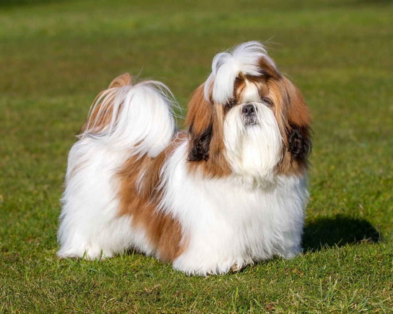 Shihtzu
